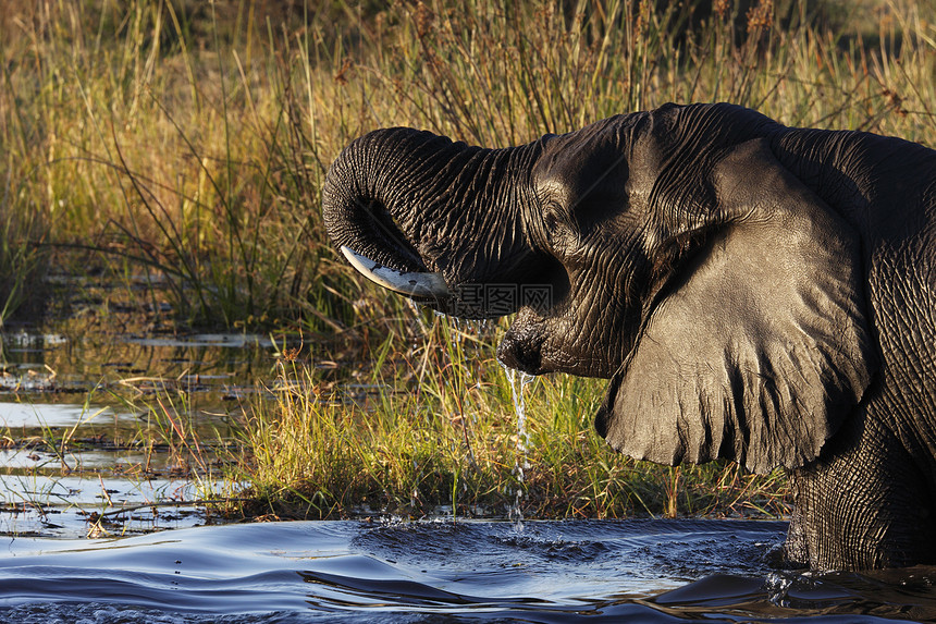 非洲大象     博茨瓦纳水坑象牙旅游野生动物旅行树干哺乳动物动物荒野图片