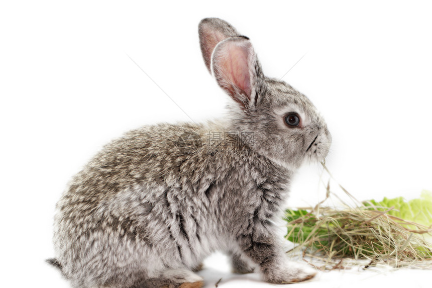 灰兔白色乐趣灰色毛皮哺乳动物荒野沙拉野兔农业动物图片
