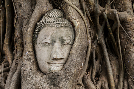 佛头在班扬树上精神红色佛教徒地标树根榕树红砖宗教文化雕像背景图片