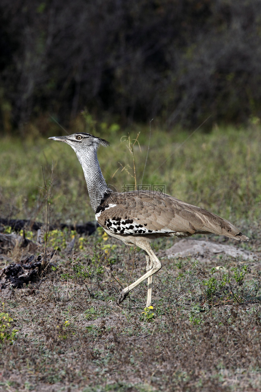 纳米比亚野生动物灰雁鸟类动物群荒野图片