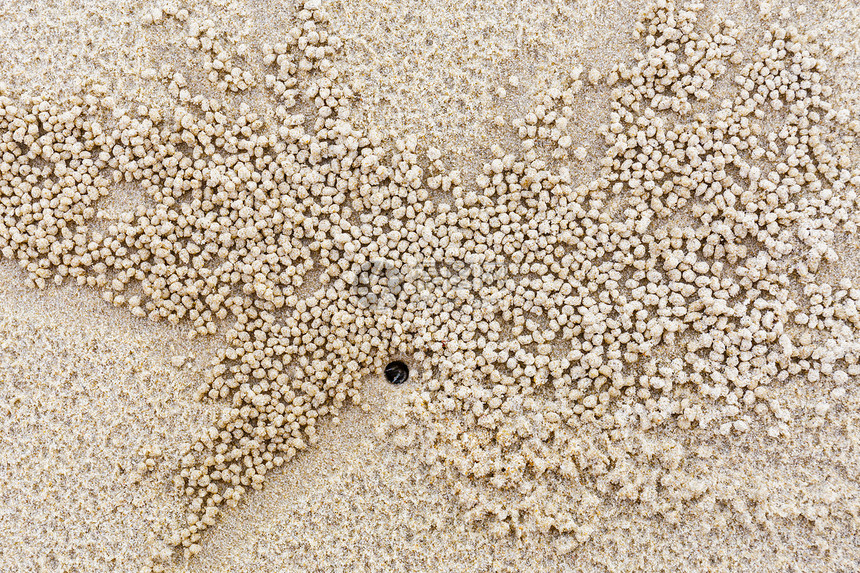 小白蟹自然栖息地地球沙漠海岸生活昆虫土地城市珊瑚石英海滩图片