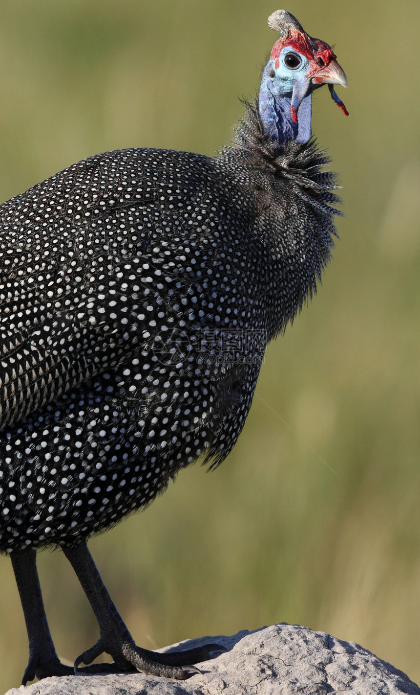 头盔珍珠鸡 - 奥卡万戈三角洲 - 博茨瓦纳图片