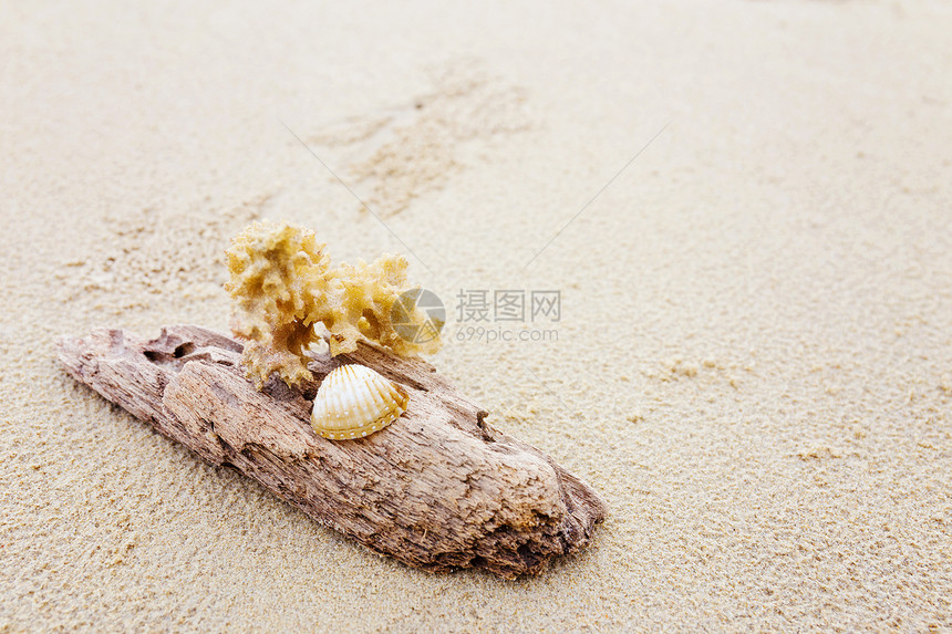 漂流木和海滩上的珊瑚阴影海浪浮木晴天木头沙滩假期局部休息图片