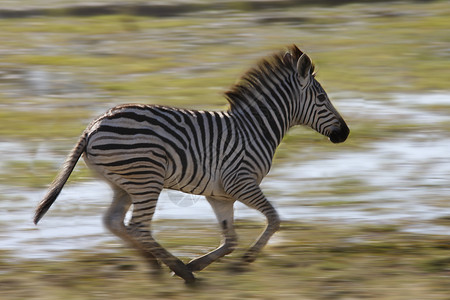 年轻的Zebra-博茨瓦纳Khwai河地区图片