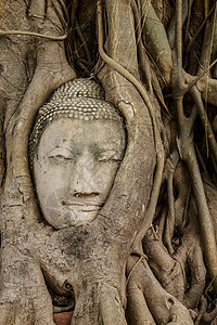 旧树上的佛头地标精神佛教徒文化树根寺庙纪念碑红色树干红砖背景图片