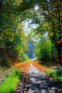 在富尔达公园里有树木的 黑绿色绿小巷树叶旅行阳光小路踪迹森林风景公园车道环境背景图片