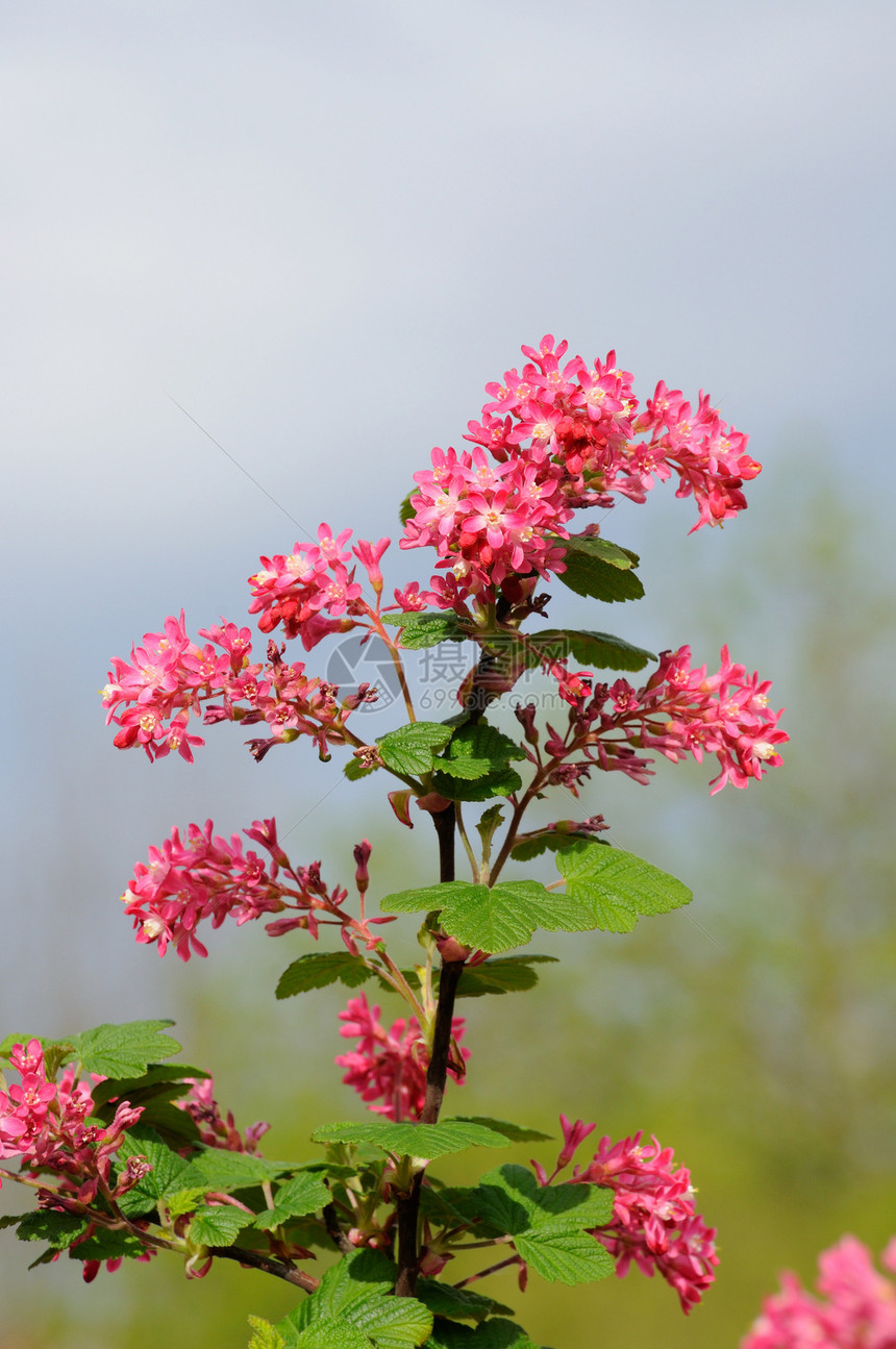 在德国赫森州富尔达 带小粉红花的树枝花园叶子场景园艺宏观香气植物学植物季节天空图片