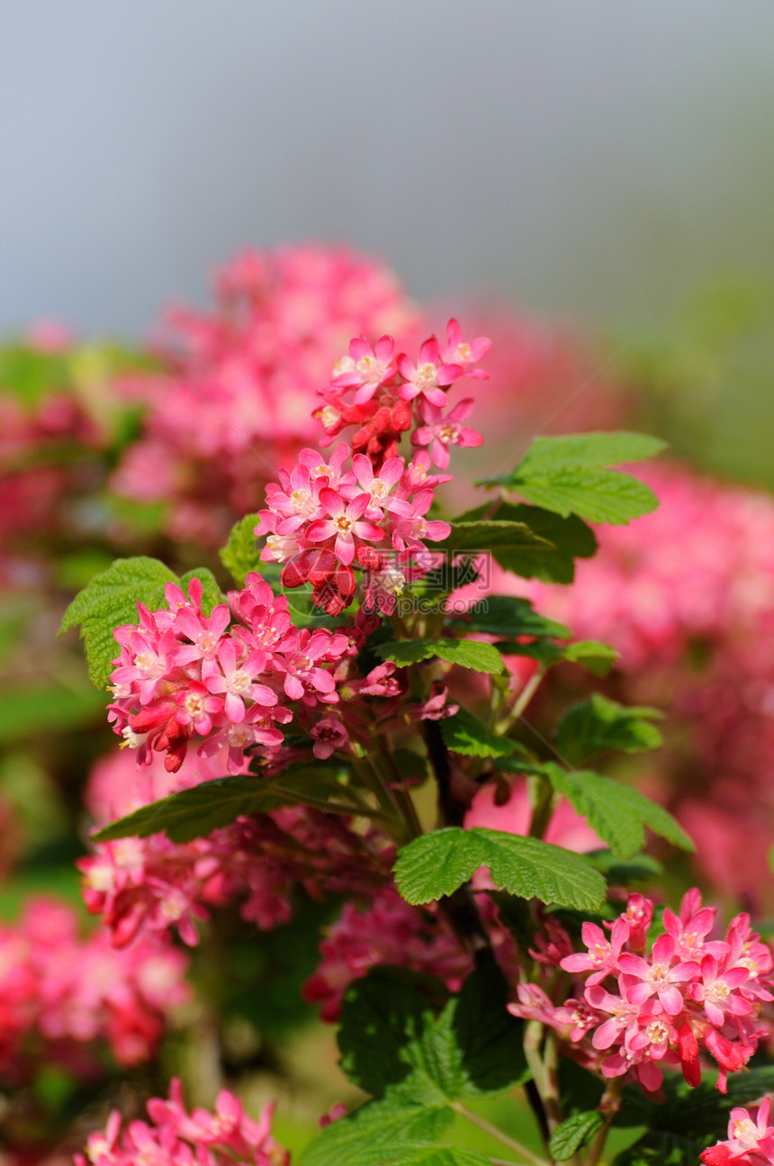 在德国赫森州富尔达 带小粉红花的树枝园艺天空花瓣叶子植物季节香气花园宏观植物学图片