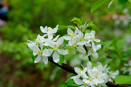 德国赫森州富尔达市一棵苹果树的白花晴天绿色运动花朵分支机构宏观植物花期花园白色背景图片