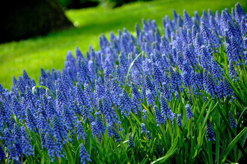 荷兰Keukenhof公园绿草葡萄Hyacinth图片