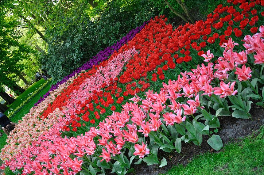 荷兰Keukenhof公园的粉红 红色和紫色郁金香图片