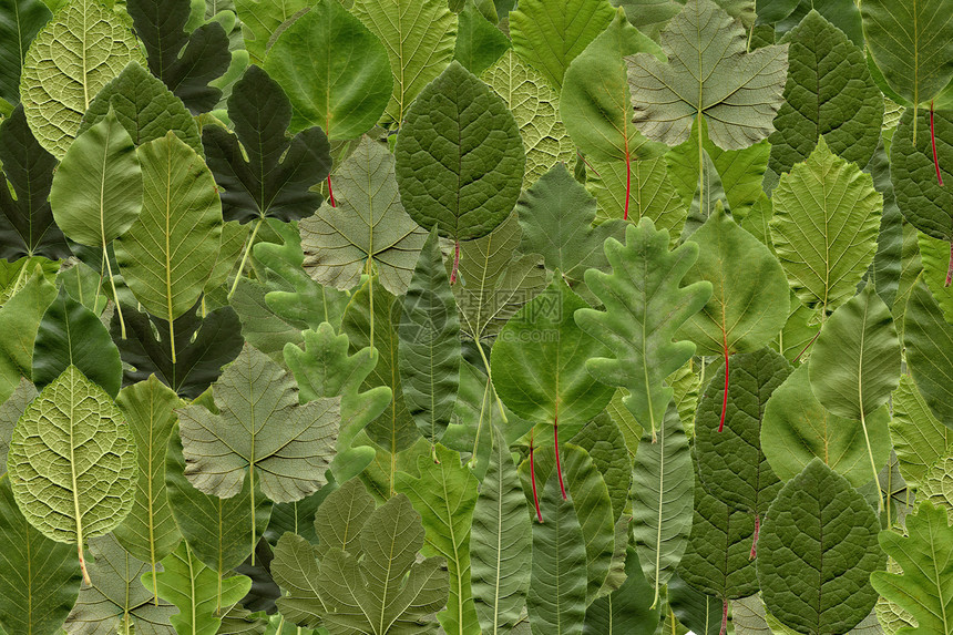 树叶拼贴叶子核桃绿色橡木植物植被榛子图片