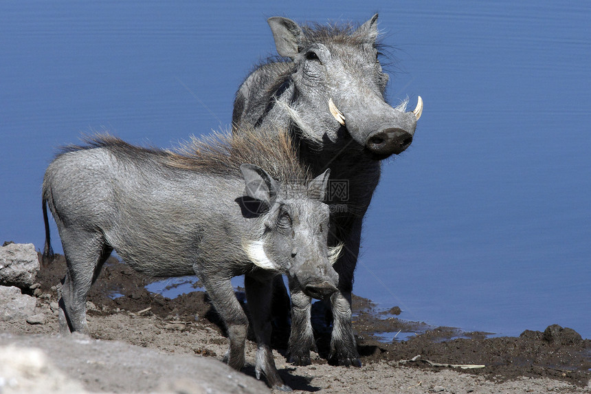疣猪——纳米比亚图片