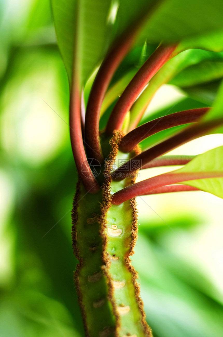 家用植物特写的鲜花绿干图片