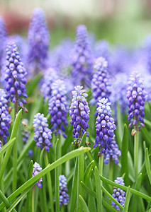 穆斯洛紫 musscari 基化物场蓝色场地紫花花瓣紫色环境草地植物背景