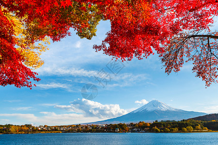 秋秋藤山花园植物火山红色枫叶杂草公吨红树枫树芦苇高清图片