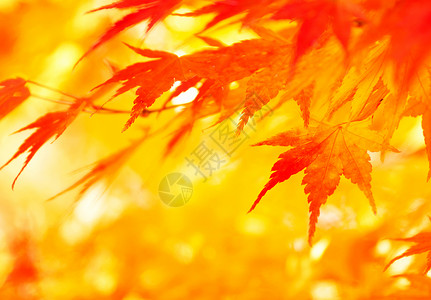 秋叶枫树枫叶橙枫背景黄色橙子叶子季节性红色环境背景图片
