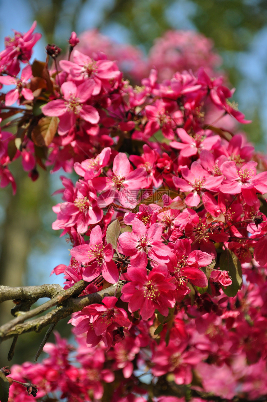 荷兰Keukenhof公园一棵树上的粉红花图片