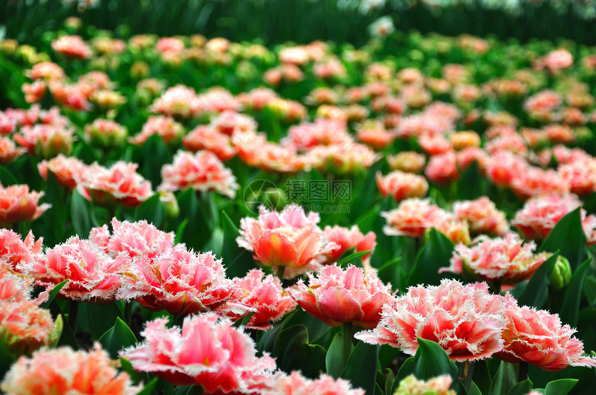 荷兰Keukenhof公园粉红色的郁金香庆典明信片植物群叶子紫色射线太阳宏观妈妈花店图片