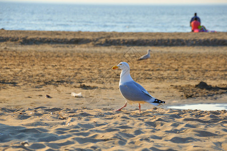 沿着海岸行走的全黑尾海鸥(海鸥)背景图片
