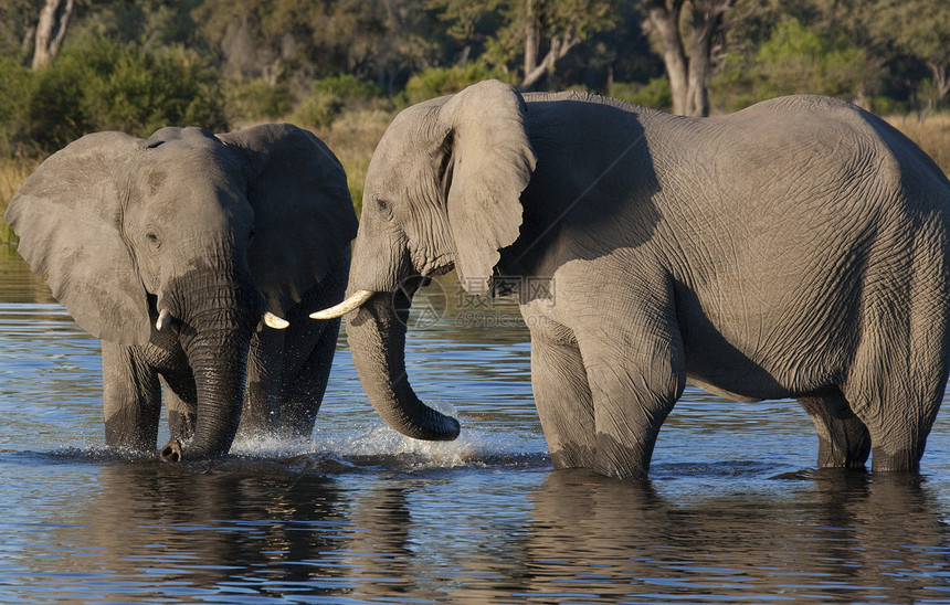非洲大象(非洲长河)     博茨瓦纳图片