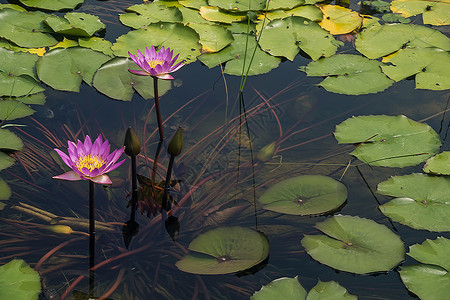水百里金鱼池塘紫色水生植物花园花朵背景图片