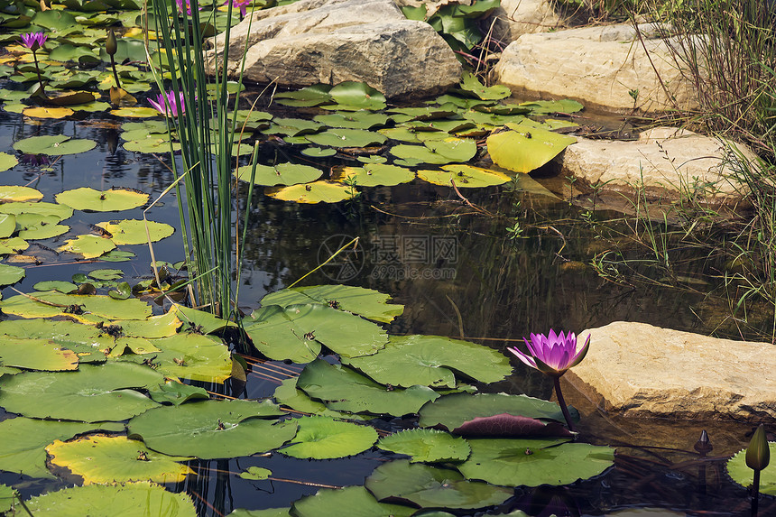水百里水生植物紫色金鱼花园花朵池塘图片