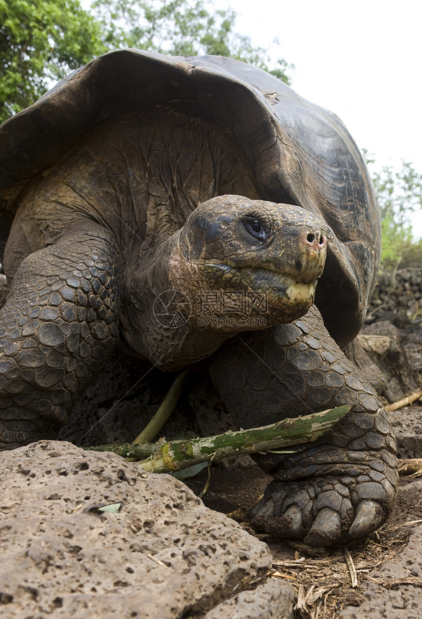 巨型加拉帕戈斯陆龟 - 加拉帕戈斯群岛 - 厄瓜多尔图片