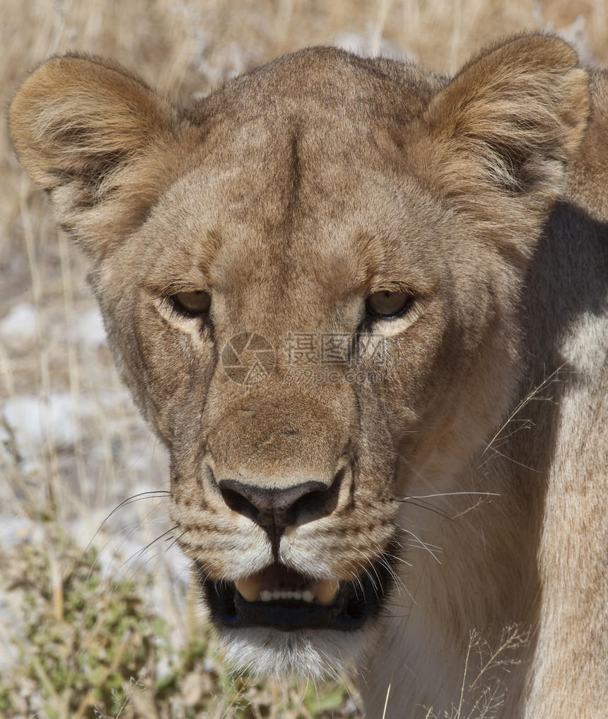 狮子座-奥卡万戈三角洲-博茨瓦纳图片