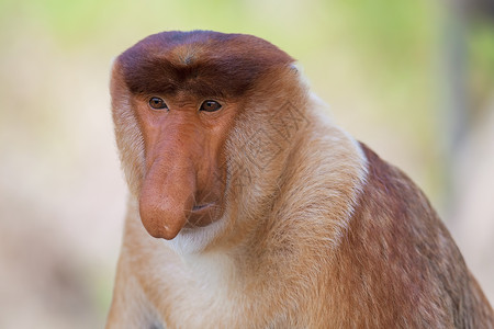 拉卜楞蛋白质猴子红树公园丛林荒野绿色异国野生动物情调绿色植物鼻子背景