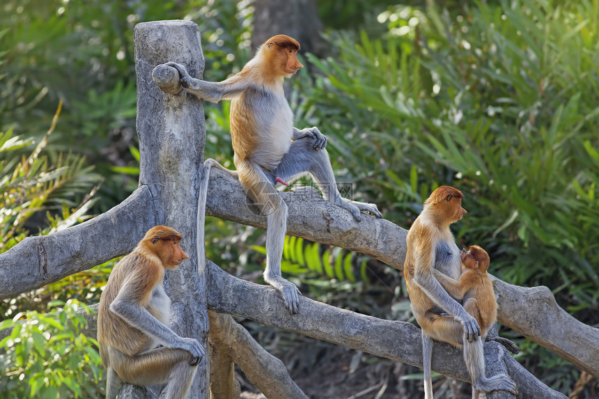 蛋白质猴子避难所荒野野生动物异国团体公园红树情调森林丛林图片