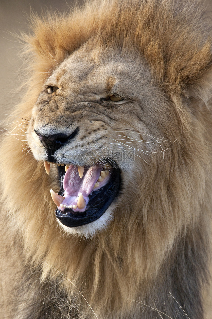 男性狮子博茨瓦纳非洲动物旅行捕食者脖子荒野大猫猎人鬃毛哺乳动物动物群图片