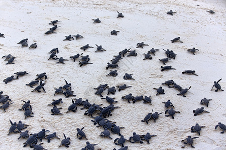 海龟捕猎群热带生日新生毅力团体海洋生物海滩荒野情况野生动物背景图片