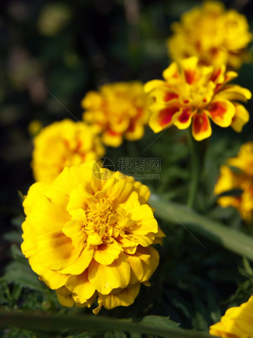 法国金花花万寿菊花园植物黄色橙子花瓣绿色植物群叶子植物学图片