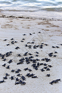 海龟捕猎群情况濒危孵化热带婴儿海滩海洋海洋生物团体救援背景图片