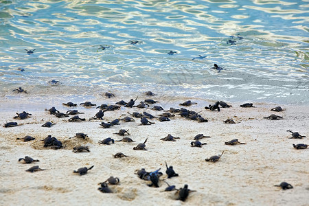 海龟捕猎群毅力孵化濒危荒野团体新生海浪海洋婴儿生日背景图片