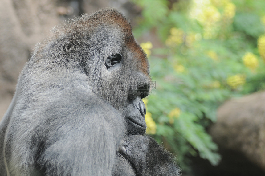 一只成年黑大猩猩荒野力量毛皮濒危灵长类银背动物男性丛林动物园图片