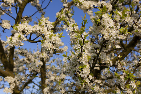 法国Spring Marchenoir 等地的树木高清图片