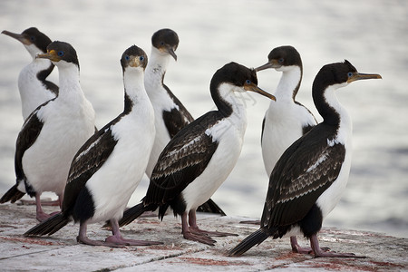 蓝眼Cormorant-福克兰群岛高清图片