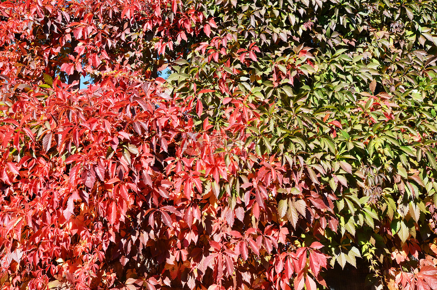 秋季假期绿色叶子红色季节树叶植物图片