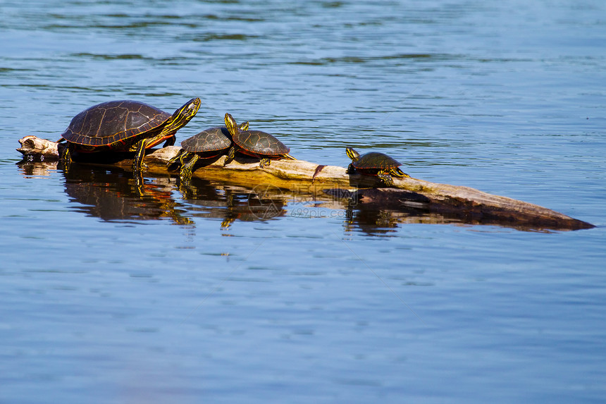 太阳下巴的涂料海龟动物群野生动物脖子爬虫日志爬行动物动物休息图片