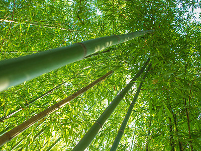 竹竹植物森林单子被子植物群背景图片