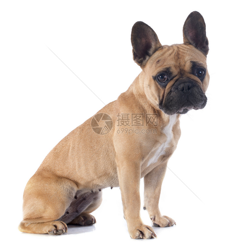 法国斗牛犬女性棕褐色斗牛犬动物犬类小狗工作室宠物棕色图片
