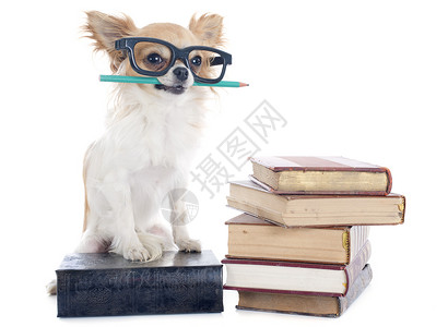 吉娃娃和书籍阅读小狗铅笔工作室犬类学生眼镜学习教授白色背景图片