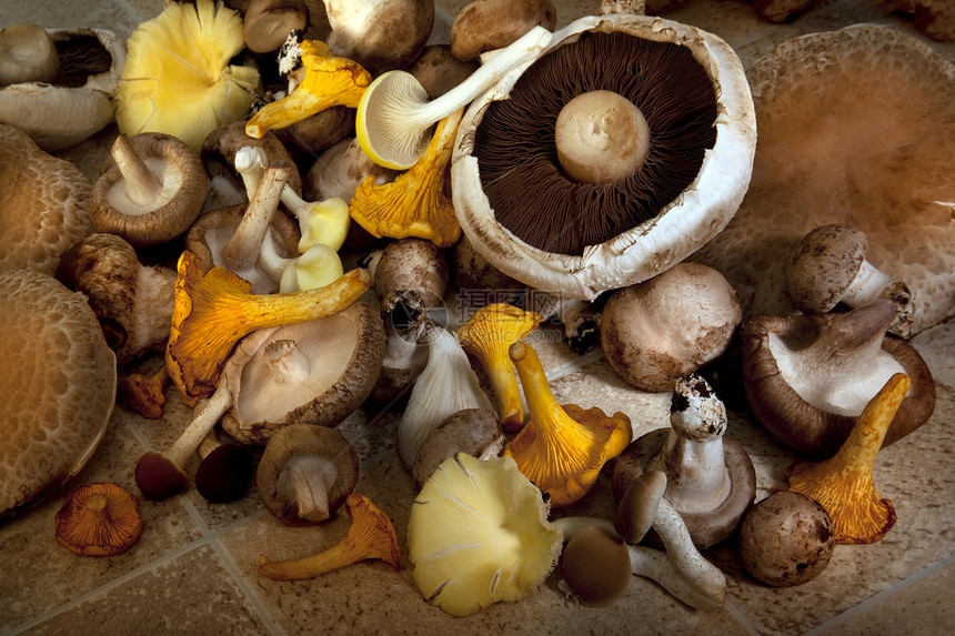 选择食用野生蘑菇图片