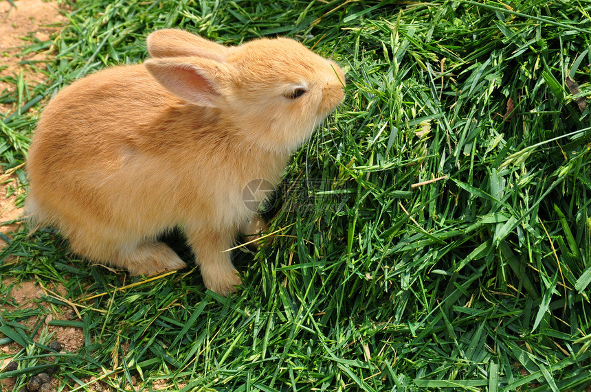 兔子在草地上喂养兔子图片