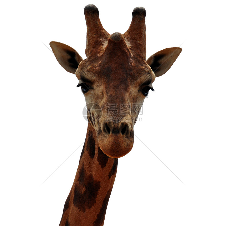 巴林戈长颈鹿动物头图片