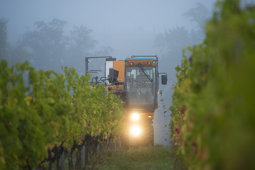 在葡萄园中机械收割葡萄收成机器农业设备收获藤蔓绿地酿酒酒厂图片