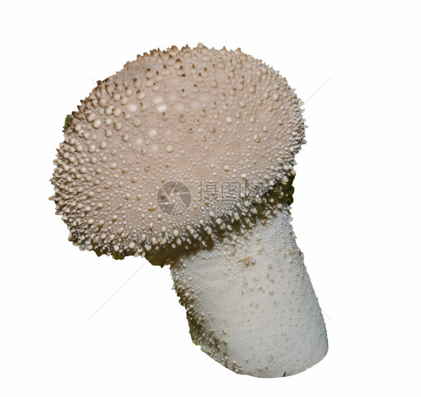 白蘑菇免费切开白冬菇蔬菜收获食物茶点作品白色反射图片