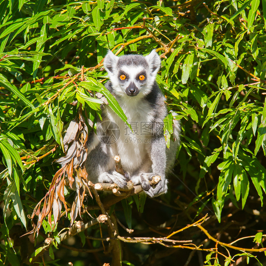 环尾狐猴Lemur catta条纹尾巴哺乳动物眼睛警报动物黑与白荒野动物园濒危图片